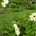 Abelmoschus manihot